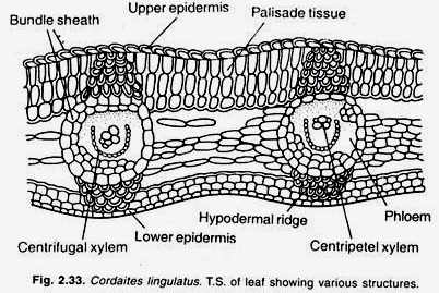 Cordaites lingulatus. T.S. of leaf showing various structures