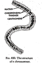 The structure of a chromosome