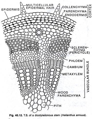 T.S. of a dicotyledonous stem