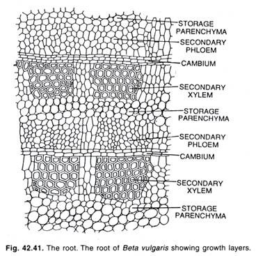 The root. The root of Beta vulgaris