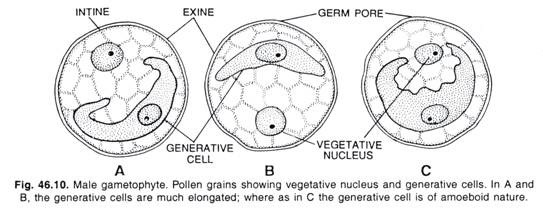 Male gametophyte