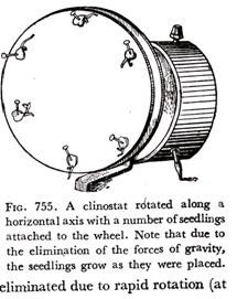 A clinostat rotated along a horizontal axis with a number of seedlings attached to the wheel