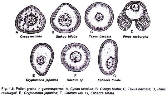 Pollen Grains in Gymnosperms