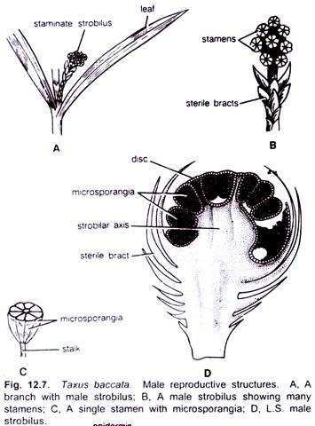 Taxus Baccata. Male Reproductive Structures