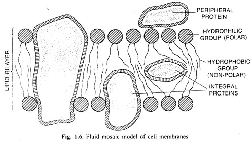 Fluid mosaic model of cell membranes