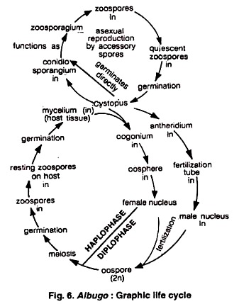 Graph Life Cycle