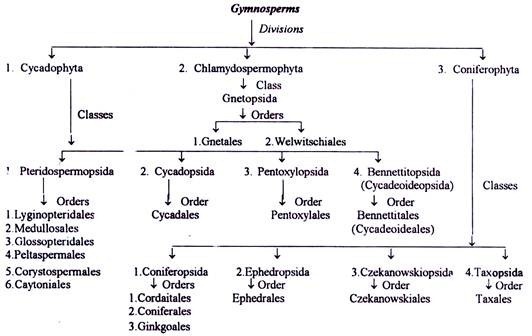 Classification of Gymnosperms by D.D. Pant 