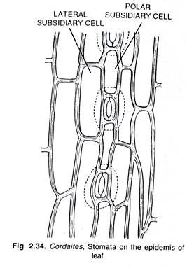 Cordaites, Stomata on the epidemis of leaf