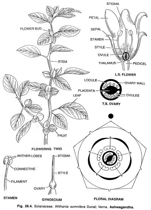 Solanaceae. Withania somnifera Dunal