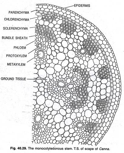 The monocotyledonous stem