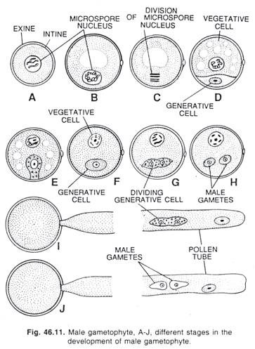 Male gametophyte