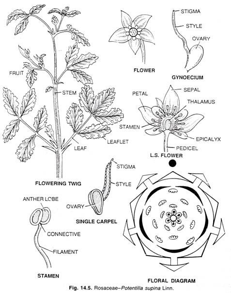 Rosaceae-Potentilla supina Linn