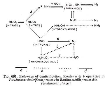 Pathways of denitrification