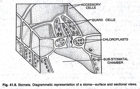 Stomata