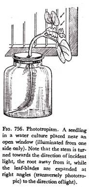 Phototropism