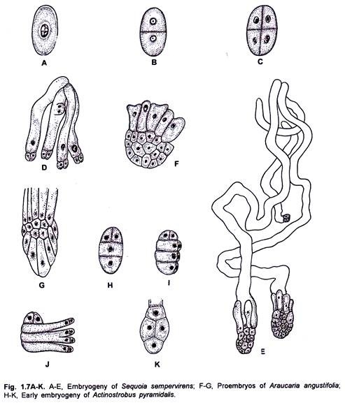 Embryogeny of Sequoia, Proembryos of Araucaria and Early Embryogency