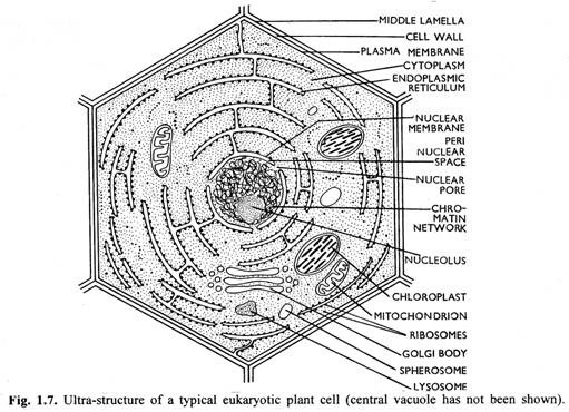 Ultra-structure of a typical eukaryotic plant cell