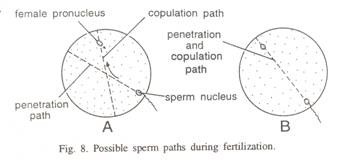 Life Cycle of Rhizopus