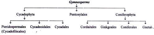 Classification of Gymnosperms by M.B. Raizada and K.C. Sahni