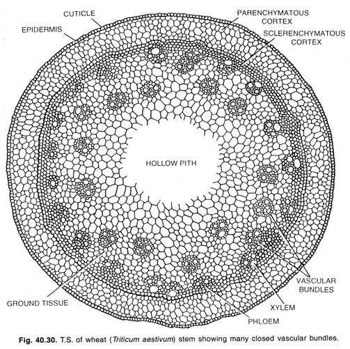 T.S. of wheat stem