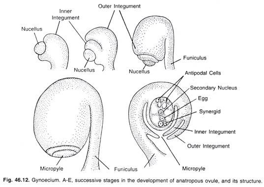 Gynoecium