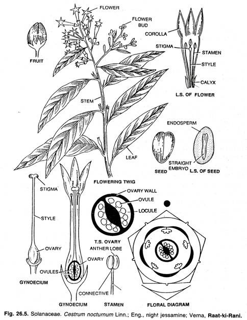 Solanaceae. Cestrum nocturnum Linn