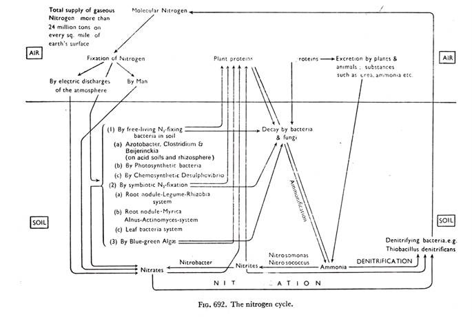 The nitrogen cycle