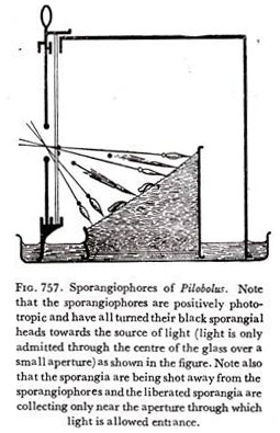 Sporangiophores of Pilobolus