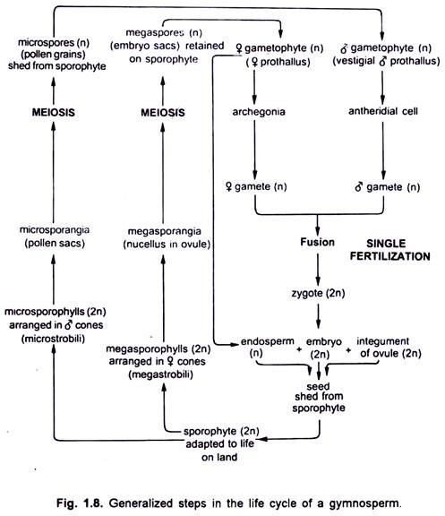 Life Cycle of a Gymnosperm