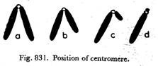 Position of centromere