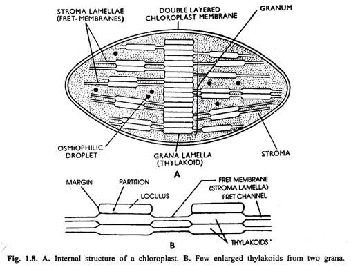 A. Internal structure of chloroplasts B. Few enlarged thylakoids from two grana