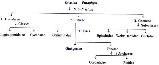 Classification of Gymnosperms by A.Cronquist, A. Takhtajan & W.Zimmermann 