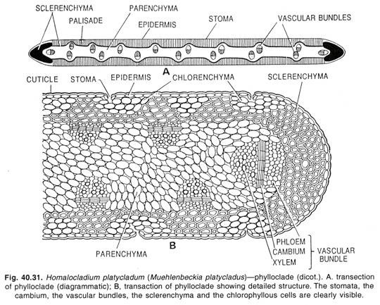 Homalocladium platycladum