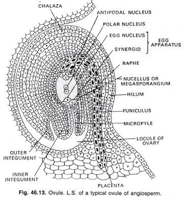 Ovule