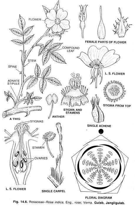 Rosaceae-Rosa indica