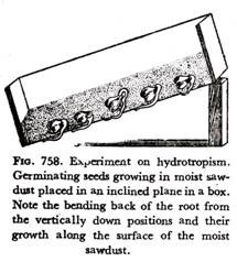 Experiment on hydrotropism Germinating seeds growing in moist sawdust placed in an inclined plane in a box