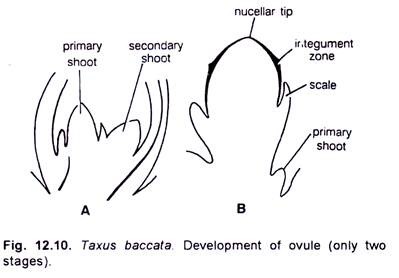 Taxus Baccata Development of Ovule