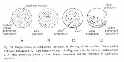 Life Cycle of Morchella Esculenta