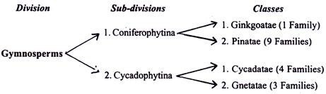 Clssification of Gymnosperms by Kramer and Green