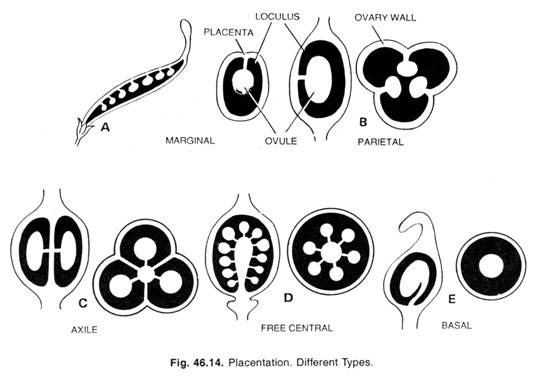 Placentation