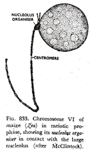 Chromosome VI of maize in meiotic prophase showing its nucleolus organiser in contact with the large nucleolus