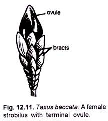 Taxus Baccata. A Female Strobilus with Terminal Ovule