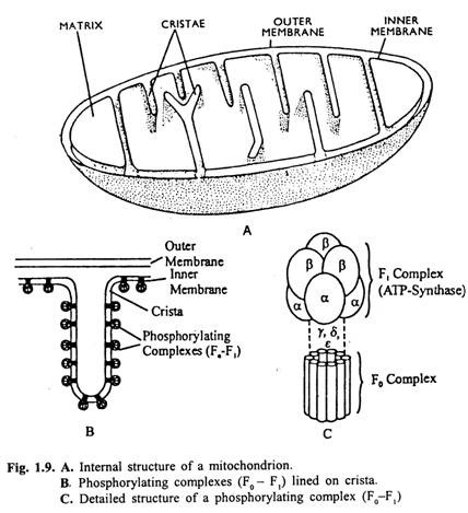 A. Internal Structure, B. Phosphorylating Complexes C. Detailed structure