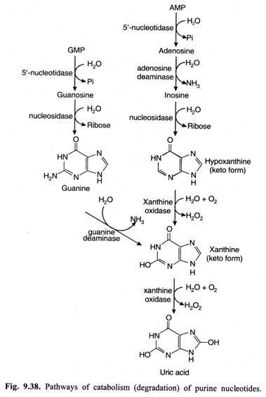 Pathways of catabolism of purine nucleotides