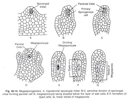 Megasporogenesis