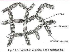 Experiment to demonstrate hydrotropic movement of roots