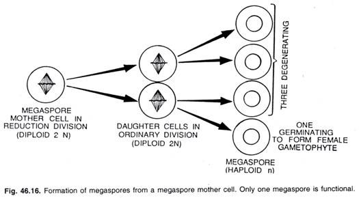 Formation of megaspores from a megaspore mother cell