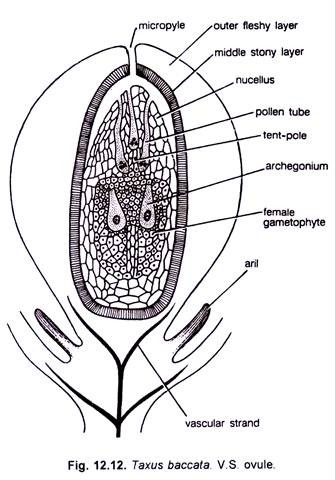 Taxus Baccata V.S. of Ovule