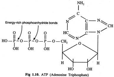 ATP