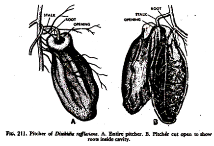 Paired polynucleotide chains in DNA molecule according to Watson and Crick